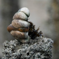 Slipper Limpet